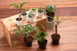 こんにちは！
呉服町名店街です。

今日は【100えんハウスレモン呉服町店】より逸品のご紹介！

オフィスや自宅でも！
生活にグリーンをプラスしてみませんか？

テーブルやデスク、水回りにも置けるミニ観葉植物。
定番はもちろん、多肉植物やサボテンなど種類も豊富です。
いくつか並べて飾るのも可愛いですよね♪
鉢カバーも揃っているのでセットでいかがでしょうか？

100えんハウスレモン呉服町店
AM10:00～PM8:00 
休/1月1・2日
TEL/054-204-5101

「ミニ観葉植物」小 110円・大 330円

#呉服町名店街
#静岡呉服町名店街
#一店逸品
#呉服町逸品カタログ