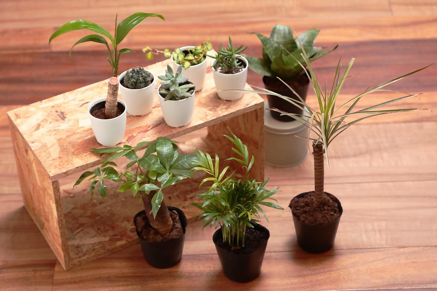 こんにちは！
呉服町名店街です。

今日は【100えんハウスレモン呉服町店】より逸品のご紹介！

オフィスや自宅でも！
生活にグリーンをプラスしてみませんか？

テーブルやデスク、水回りにも置けるミニ観葉植物。
定番はもちろん、多肉植物やサボテンなど種類も豊富です。
いくつか並べて飾るのも可愛いですよね♪
鉢カバーも揃っているのでセットでいかがでしょうか？

100えんハウスレモン呉服町店
AM10:00～PM8:00 
休/1月1・2日
TEL/054-204-5101

「ミニ観葉植物」小 110円・大 330円

#呉服町名店街
#静岡呉服町名店街
#一店逸品
#呉服町逸品カタログ